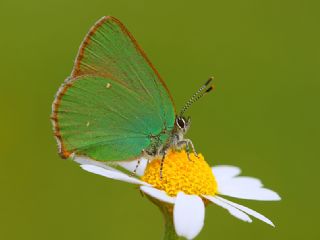 Zmrt (Callophrys rubi)