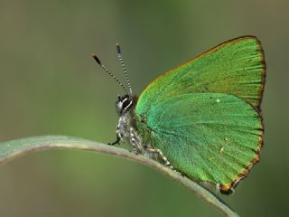 Zmrt (Callophrys rubi)