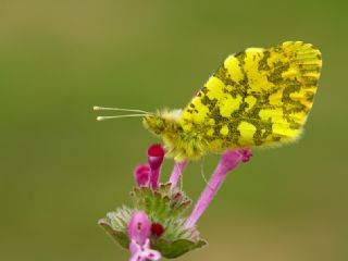 Ssl Damone (Anthocharis damone)