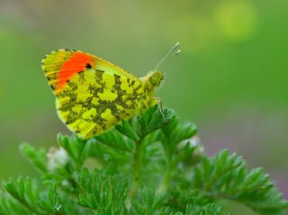 S�sl� Damone&nbsp;(Anthocharis&nbsp;damone)