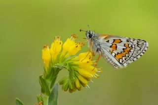 Sar Bandl Zpzp (Pyrgus sidae)