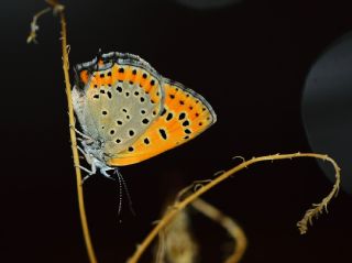 Kk Ate Gzeli (Lycaena thersamon)