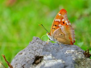 Kk Mor mparator (Apatura ilia)