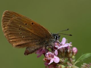 Esmer Korubeni (Phengaris nausithous)