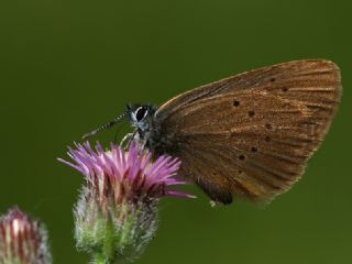 Esmer Korubeni (Phengaris nausithous)