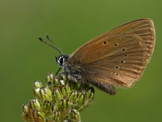 Esmer Korubeni (Phengaris nausithous)