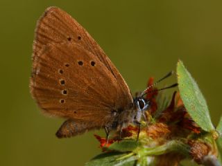 Esmer Korubeni (Phengaris nausithous)