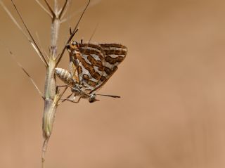 eytanck (Cigaritis acamas)