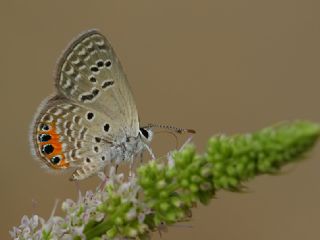 Mcevher Kelebei (Chilades trochylus)