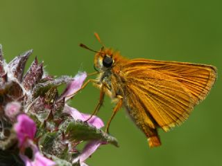 Sarı Antenli Zıpzıp (Thymelicus sylvestris)