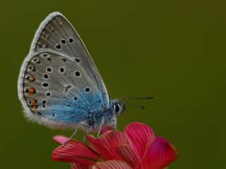 okgzl Amanda (Polyommatus amandus)