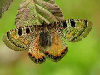 Yalanc Apollo (Archon apollinus)