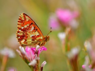 Balkan Meneke Kelebei (Boloria graeca)