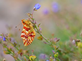 Balkan Meneke Kelebei (Boloria graeca)