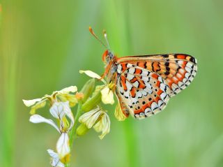 Gzel Nazuum (Euphydryas orientalis)