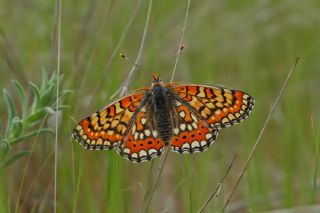 Gzel Nazuum (Euphydryas orientalis)