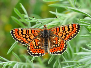 Gzel Nazuum (Euphydryas orientalis)