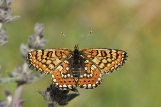 Gzel Nazuum (Euphydryas orientalis)