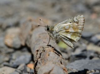 Benekli Zpzp (Muschampia plurimacula)