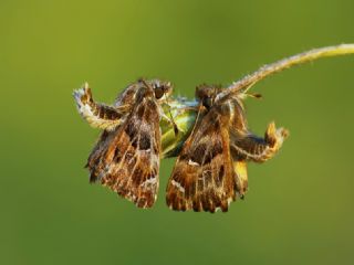 Hatmi Zpzp (Carcharodus alceae)