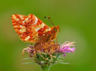 Kafkas Meneke Kelebei (Boloria caucasica)