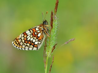 Kafkasyal Amannisa (Mellicta  caucasogenita)