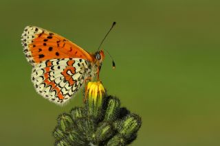 Kafkasyal parhan (Melitaea interrupta)