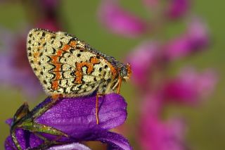 Kafkasyal parhan (Melitaea interrupta)