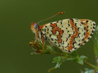 Kafkasyal parhan (Melitaea interrupta)