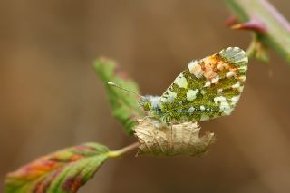 Step Ssls (Anthocharis gruneri)