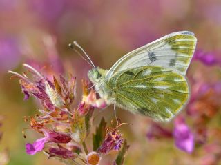 Doruklarn Beneklimelei (Pontia callidice)