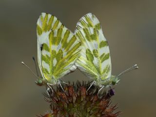 Kk Beneklimelek (Pontia chloridice)