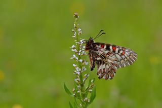 Gney Fistosu (Zerynthia polyxena)