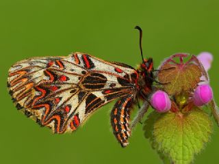 Gney Fistosu (Zerynthia polyxena)