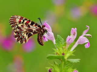 Gney Fistosu (Zerynthia polyxena)