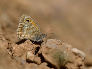 ran Esmerperisi (Hyponephele cadusia)