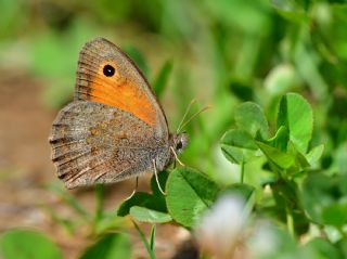 Azeri Esmerperi (Hyponephele zuvandica)