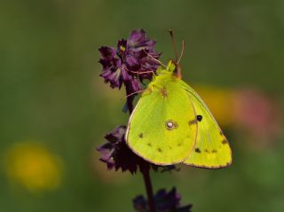 Orman Azameti&nbsp;(Colias&nbsp;hyale)