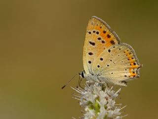 Anadolu Ate Gzeli (Lycaena asabinus)