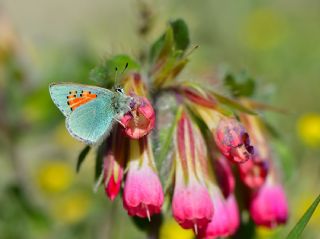 Romanov Gelinci�i&nbsp;(Tomares&nbsp;romanovi)