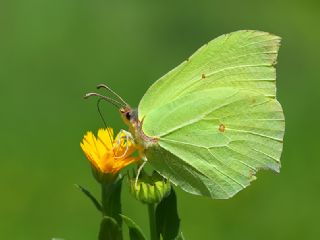 Orakkanat (Gonepteryx rhamni)