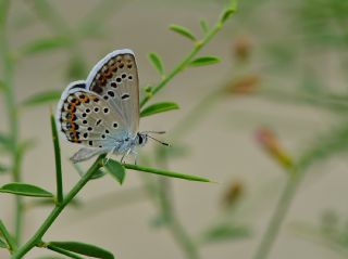 das Mavisi, Esmergz (Plebejus idas)