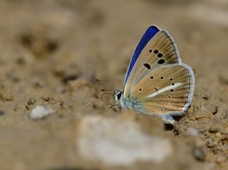 Artvin �okg�zl�s�&nbsp;(Polyommatus&nbsp;artvinensis)