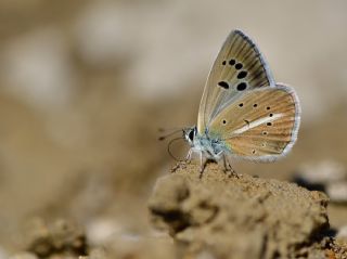 Artvin okgzls (Polyommatus artvinensis)