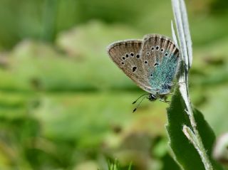 okgzl Diana Mavisi (Polyommatus diana)