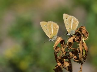 Erivan Anormal �okg�zl�s�&nbsp;(Polyommatus&nbsp;eriwanensis)