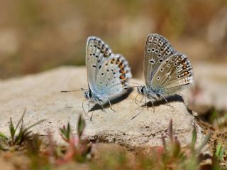 okgzl Kafkasya Erosu (Polyommatus erotulus)