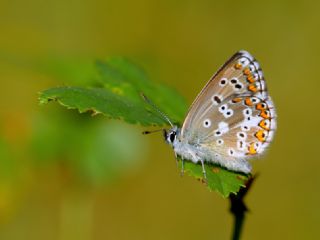 okgzl Anadolu Mavisi (Aricia crassipunctus)