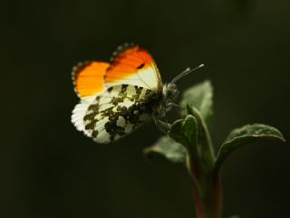 Turuncu Ssl (Anthocharis cardamines)