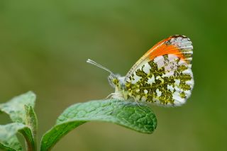 Turuncu Ssl (Anthocharis cardamines)